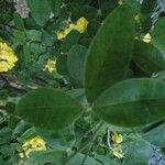 Laburnum anagyroides