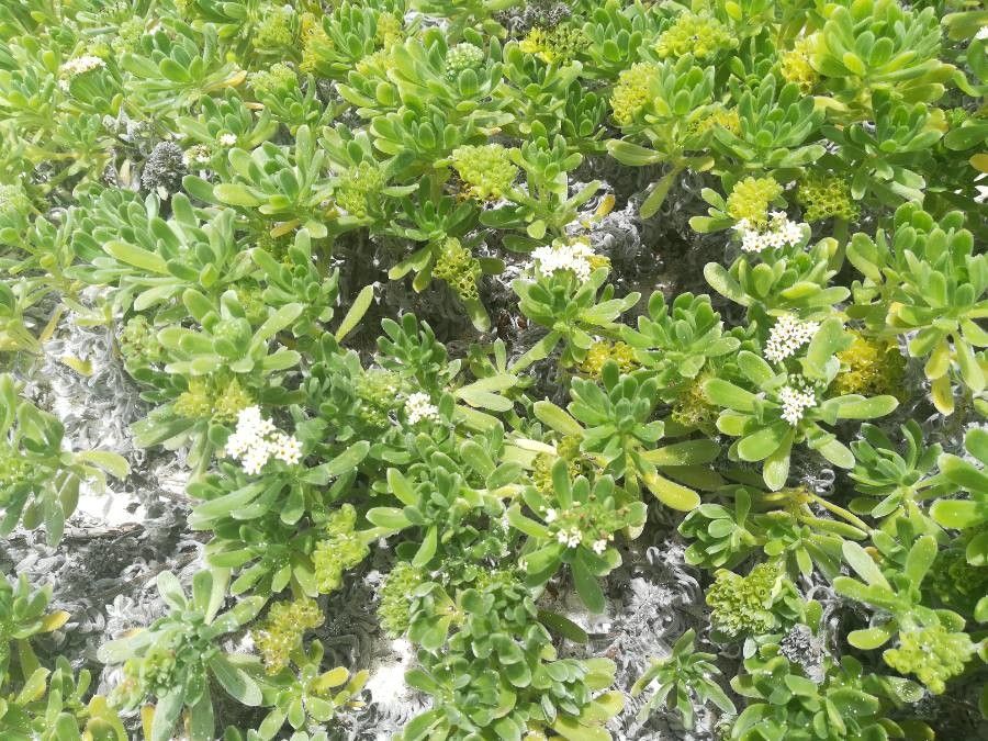 Heliotropium anomalum habit