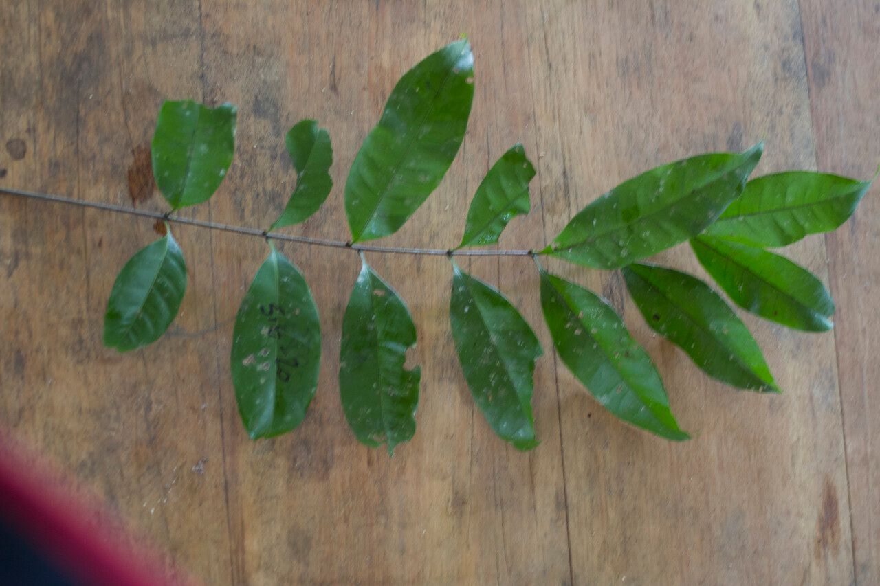 Talisia guianensis leaf