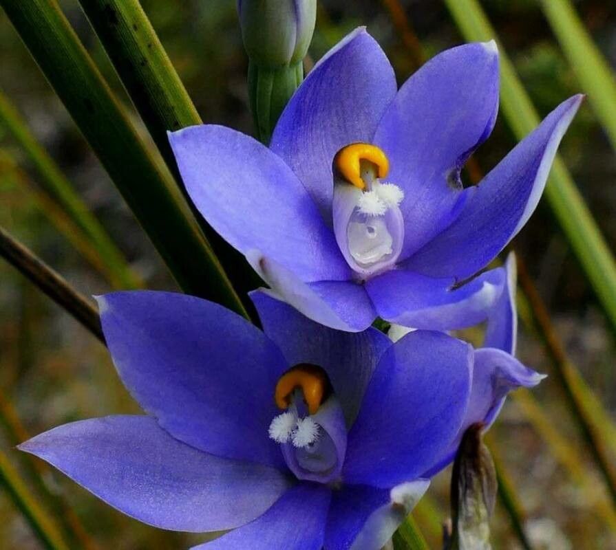 Thelymitra ixioides — houseplant care guide
