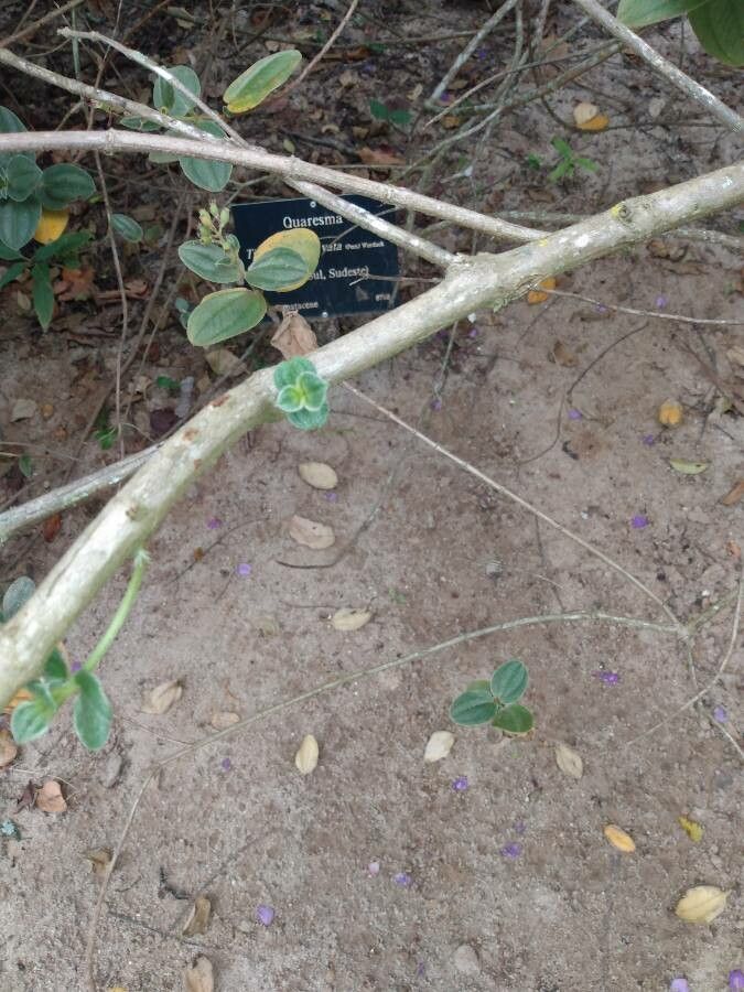 Tibouchina clavata bark