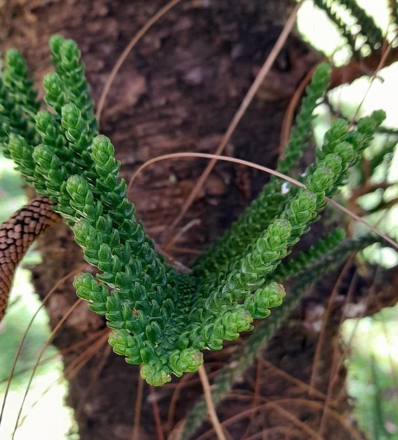 Araucaria subulata — search result for 'Araucaria'