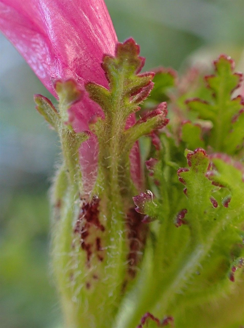 Pedicularis gyroflexa flower