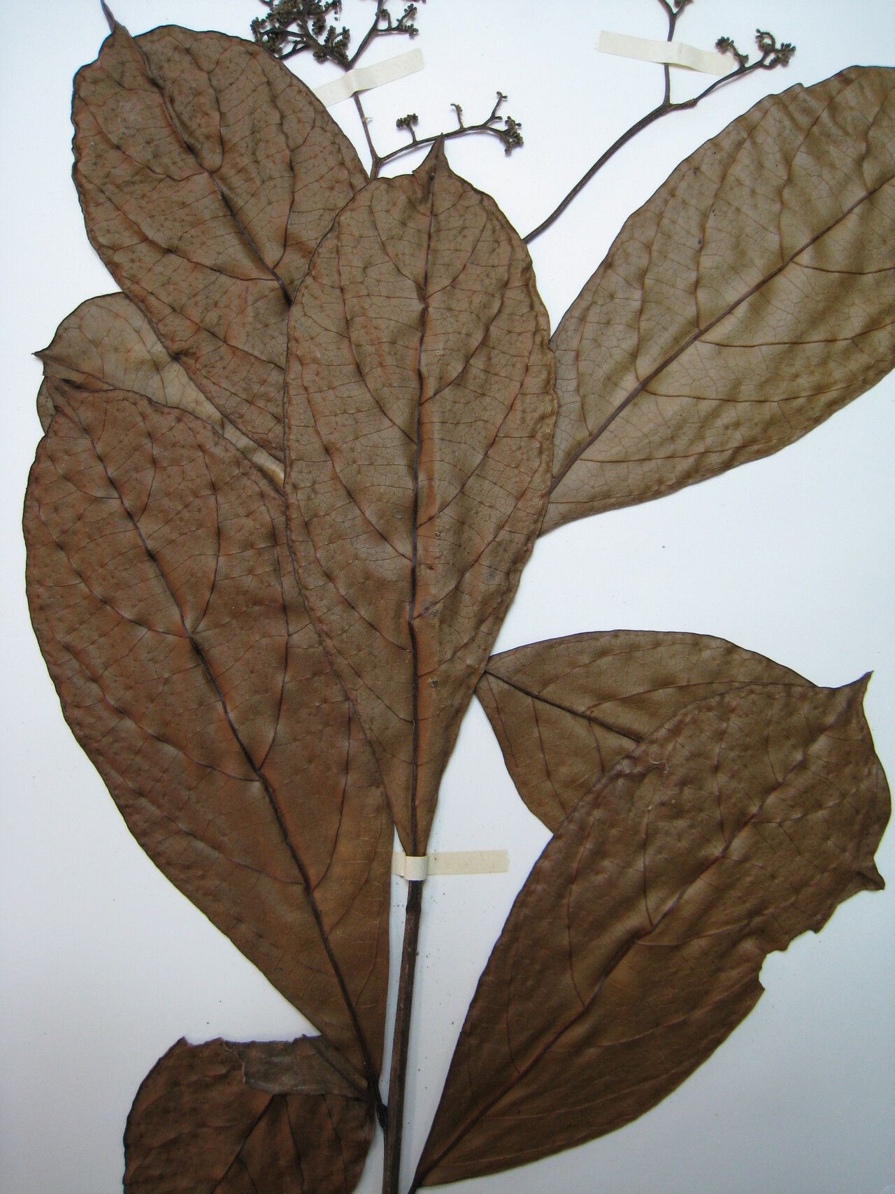 Cordia exaltata — houseplant care guide
