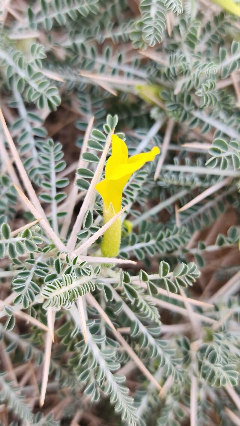 Astragalus sieberi flower