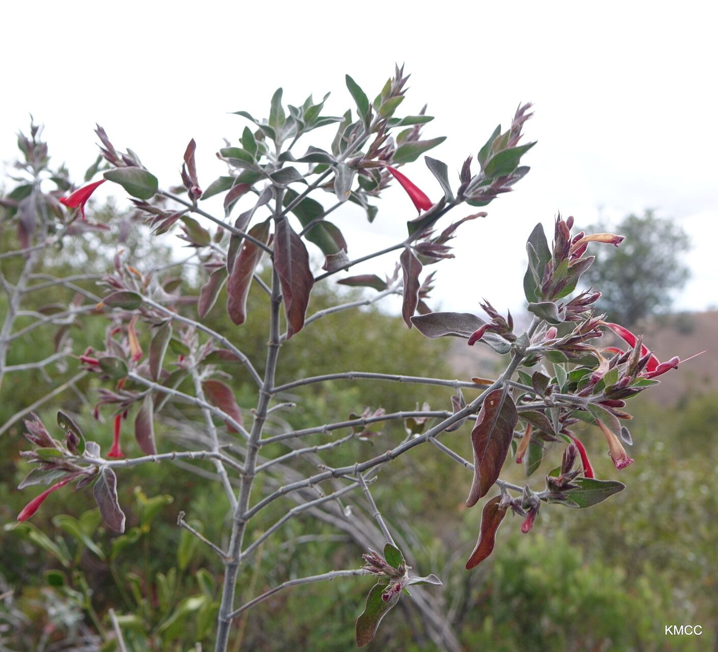 Hypoestes isalensis habit