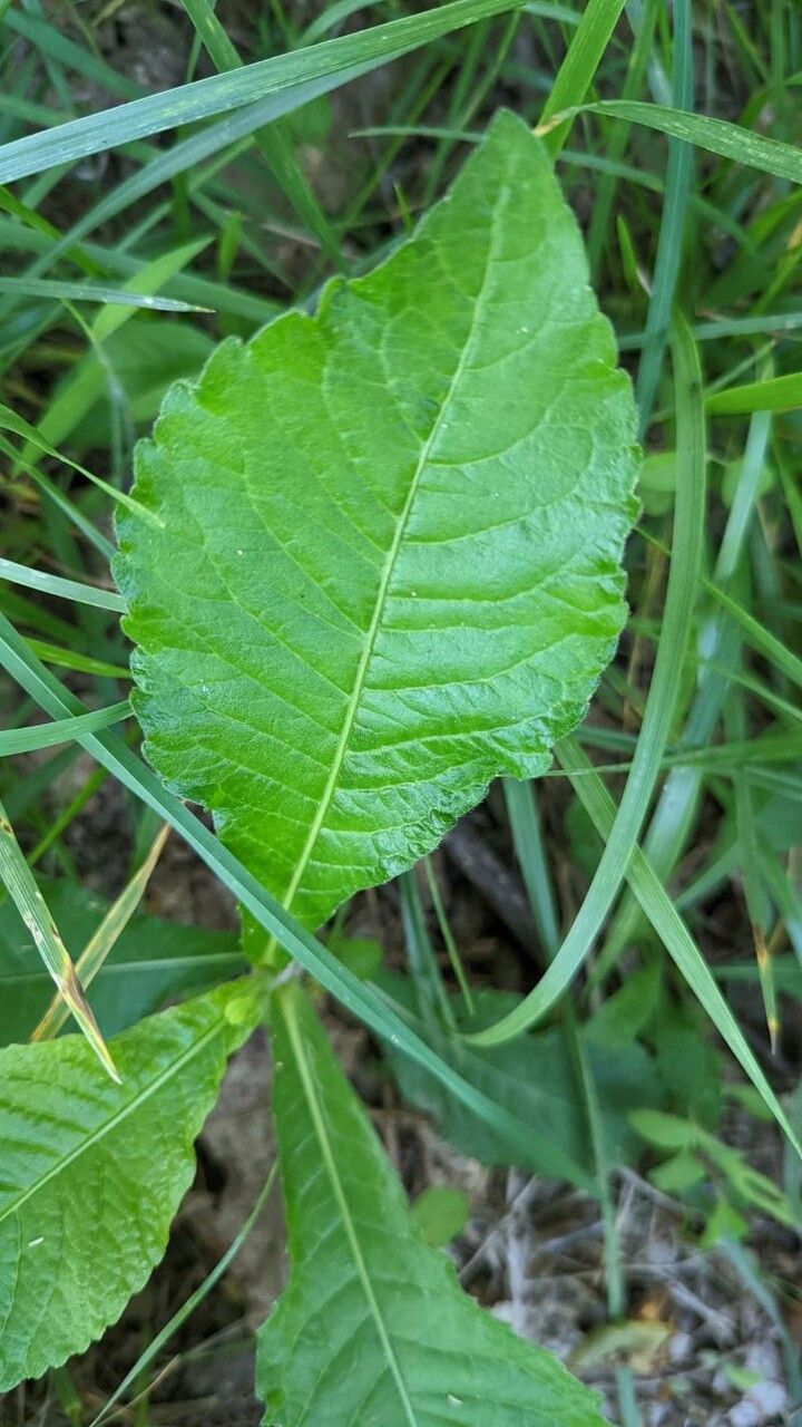 Elephantopus carolinianus — related species from the same genus