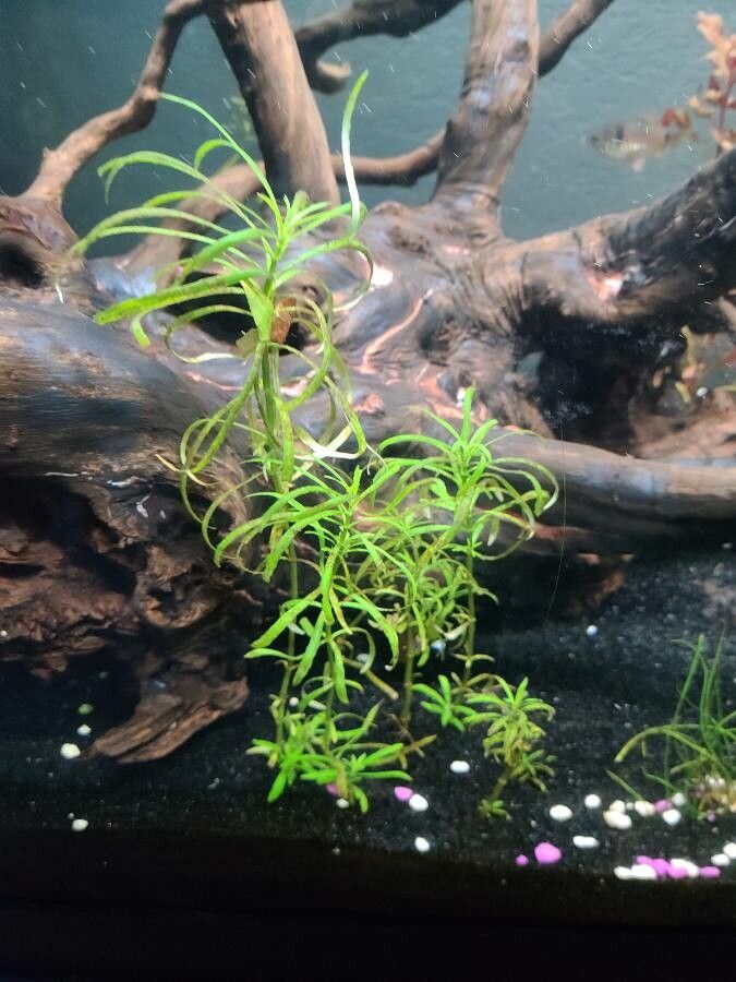 Pogostemon stellatus — search result for 'New Guinea and northern Australia'