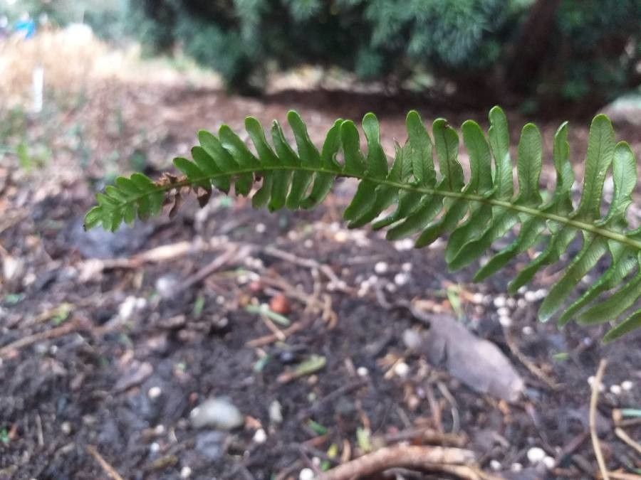 Blechnum nipponicum leaf