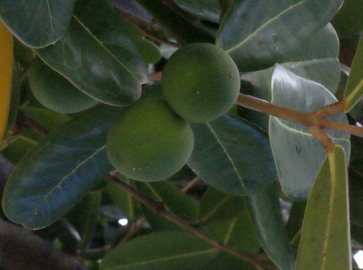 Labourdonnaisia calophylloides fruit