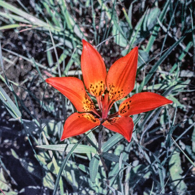 Lilium philadelphicum flower