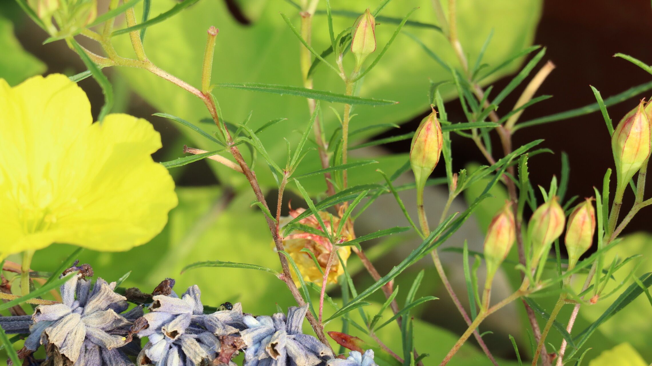 Oenothera hartwegii leaf