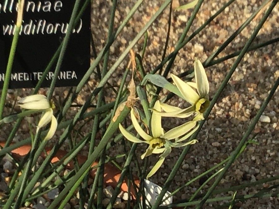 Narcissus × alleniae flower