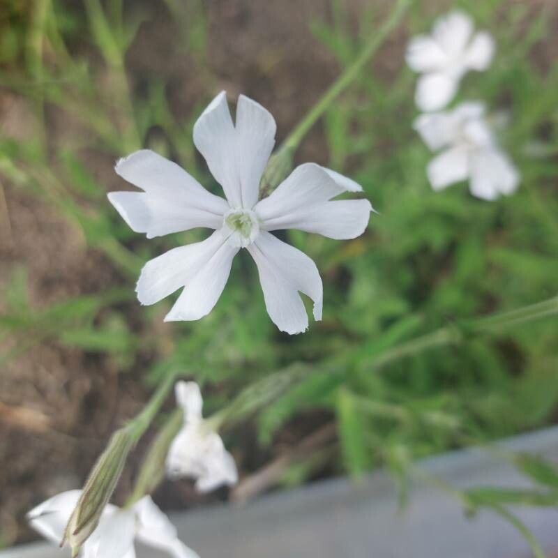 Silene undulata flower