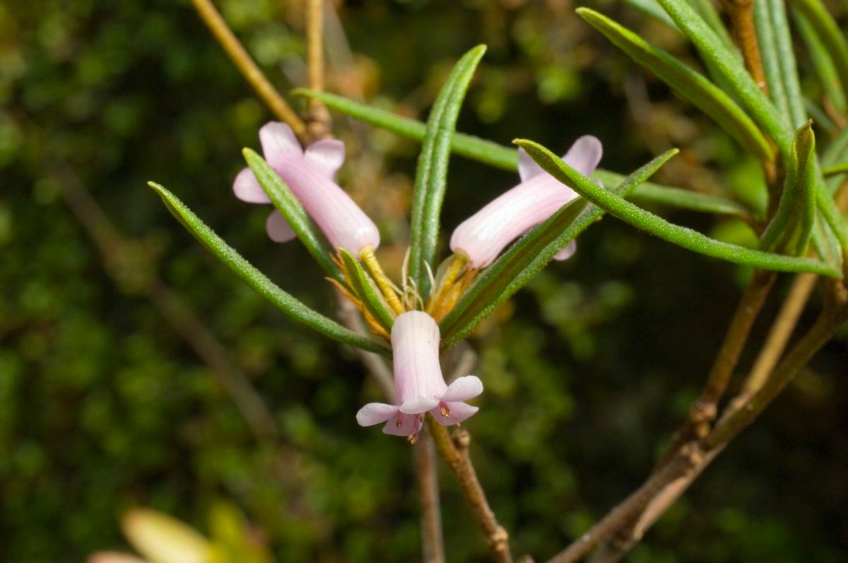 Rhododendron prainianum flower