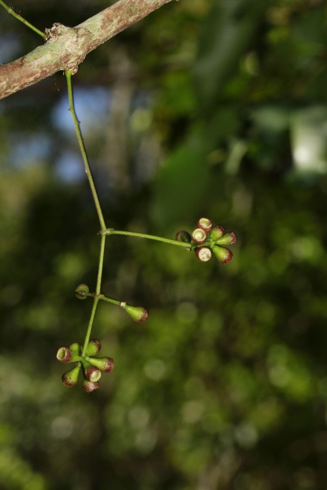 Syzygium veillonii habit
