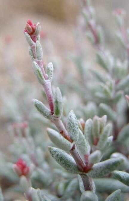 Crassula biplanata — houseplant care guide