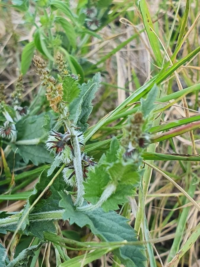 Tragia subsessilis flower