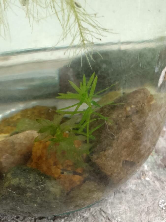 Egeria densa — flood tolerant houseplant