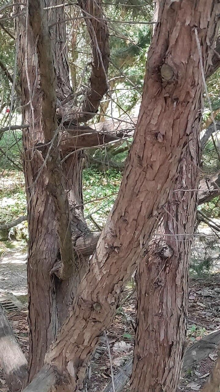 Juniperus bermudiana bark
