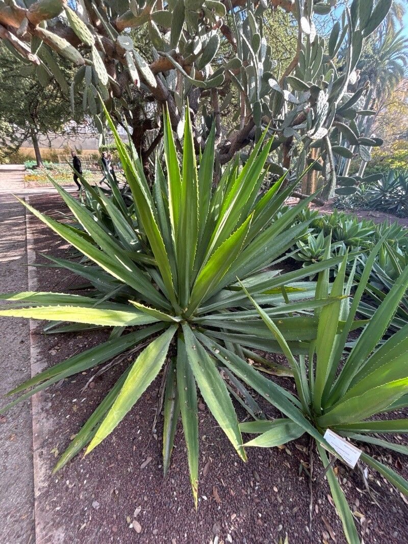 Furcraea undulata — search result for 'Furcraea'