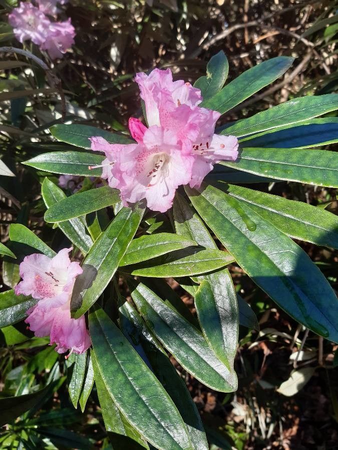 Rhododendron hunnewellianum flower