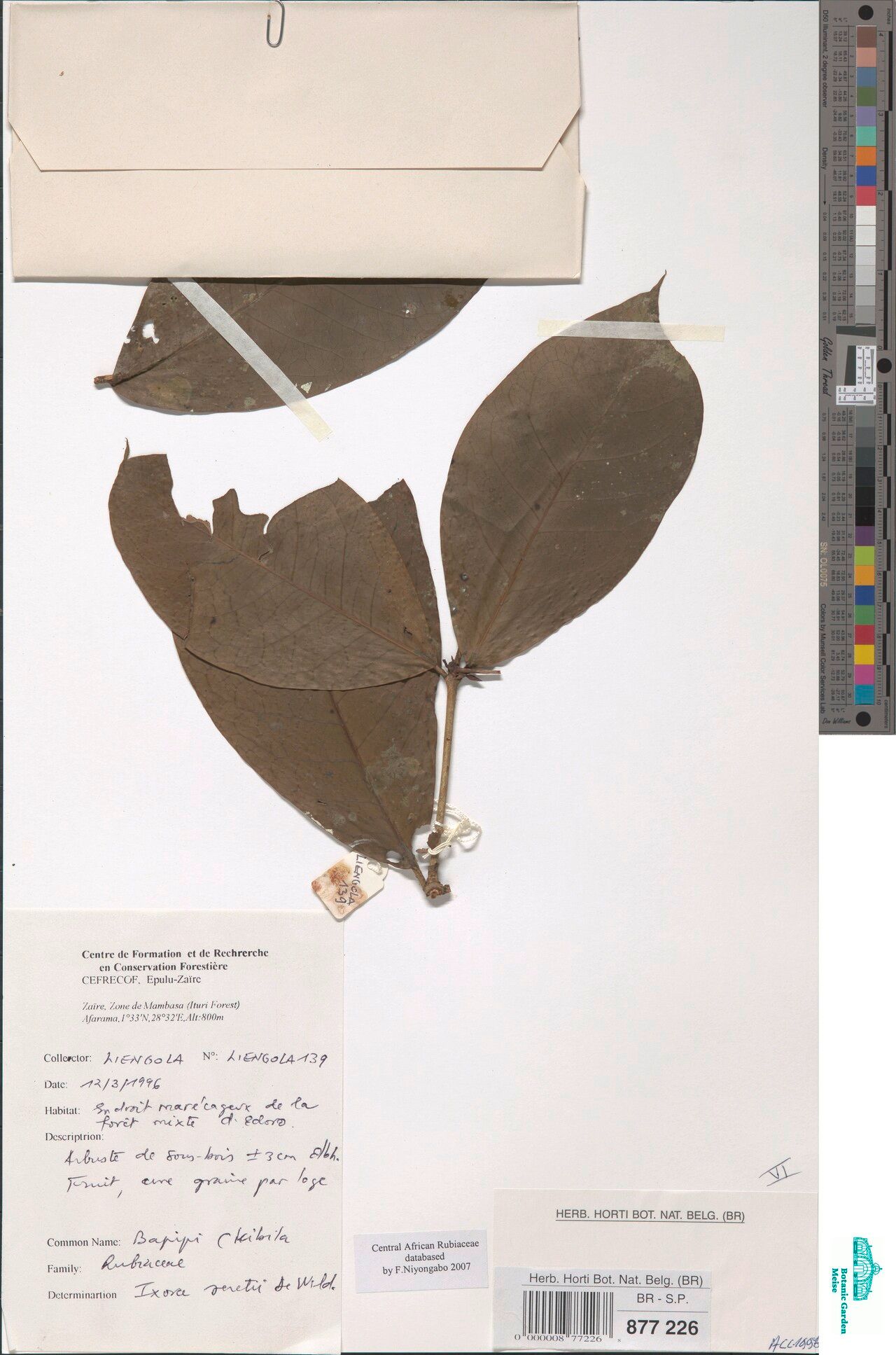 Ixora seretii — search result for 'Ixora'