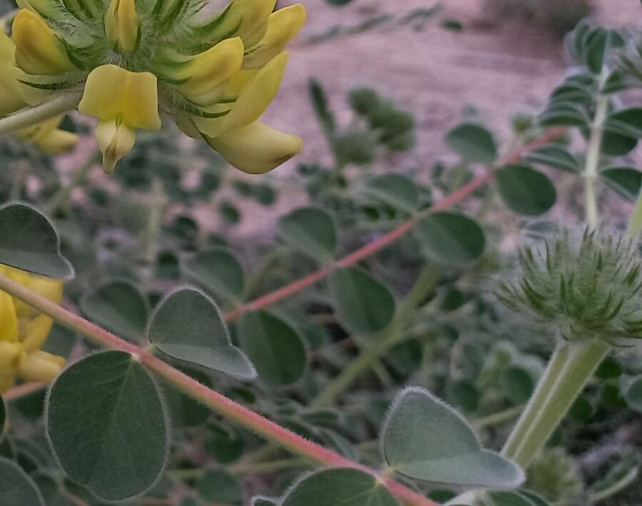 Astragalus rahiminejadii — houseplant care guide