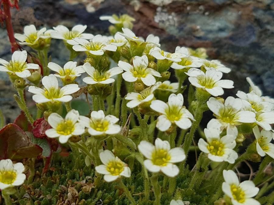 Saxifraga muscoides — search result for 'Saxifraga'