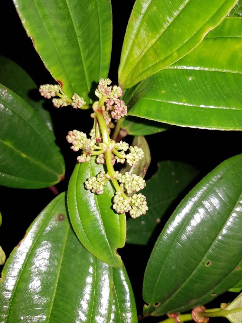 Miconia amplinodis flower