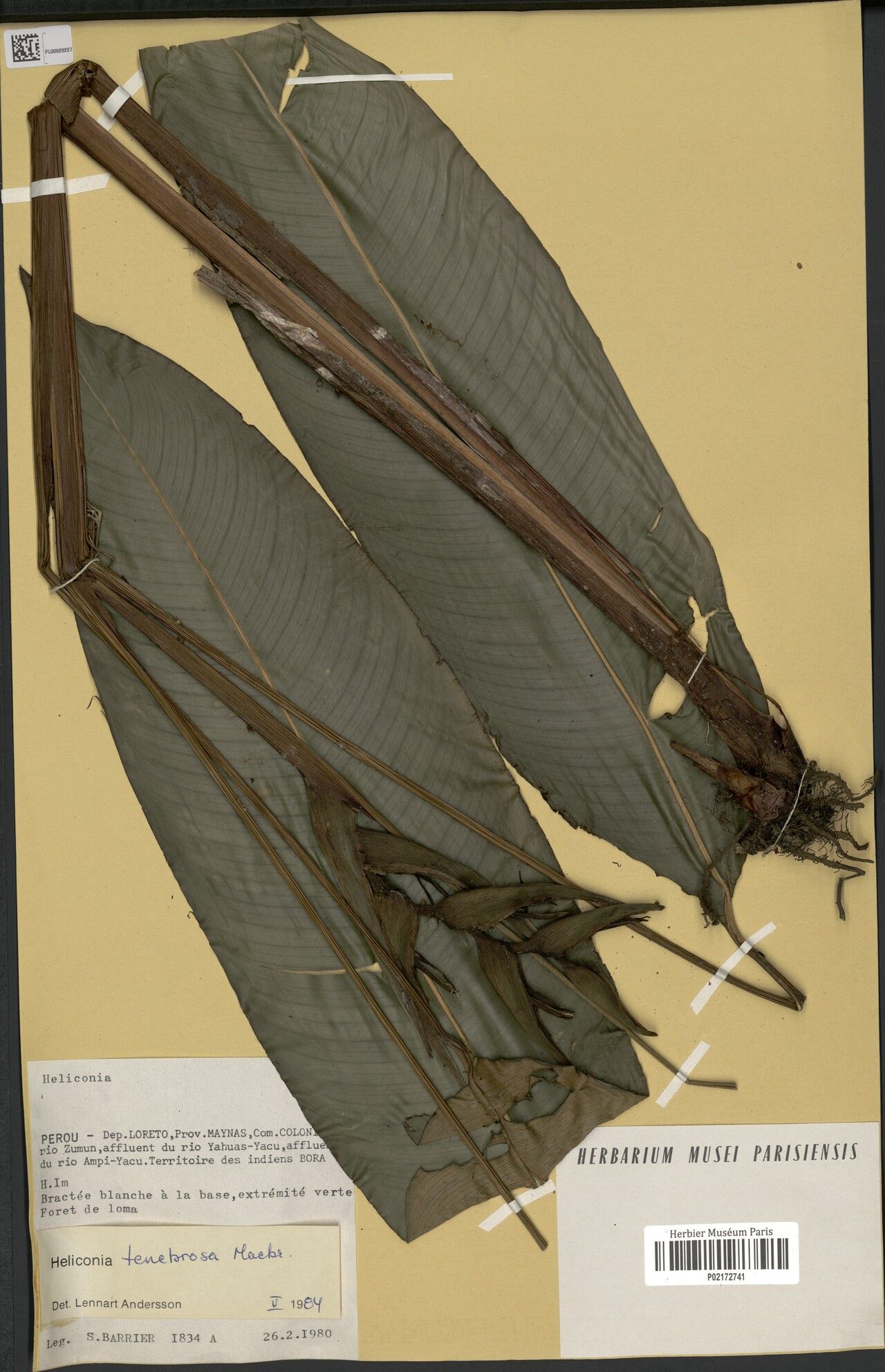 Heliconia tenebrosa leaf