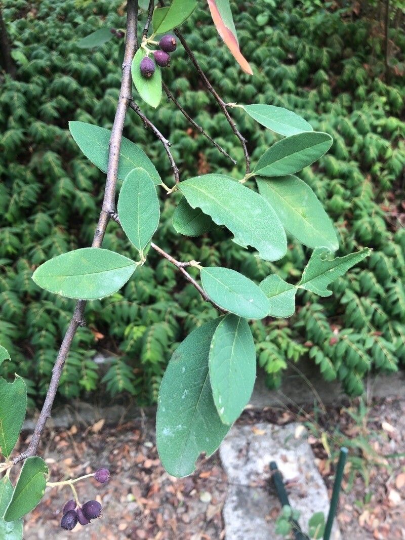 Cotoneaster cooperi leaf