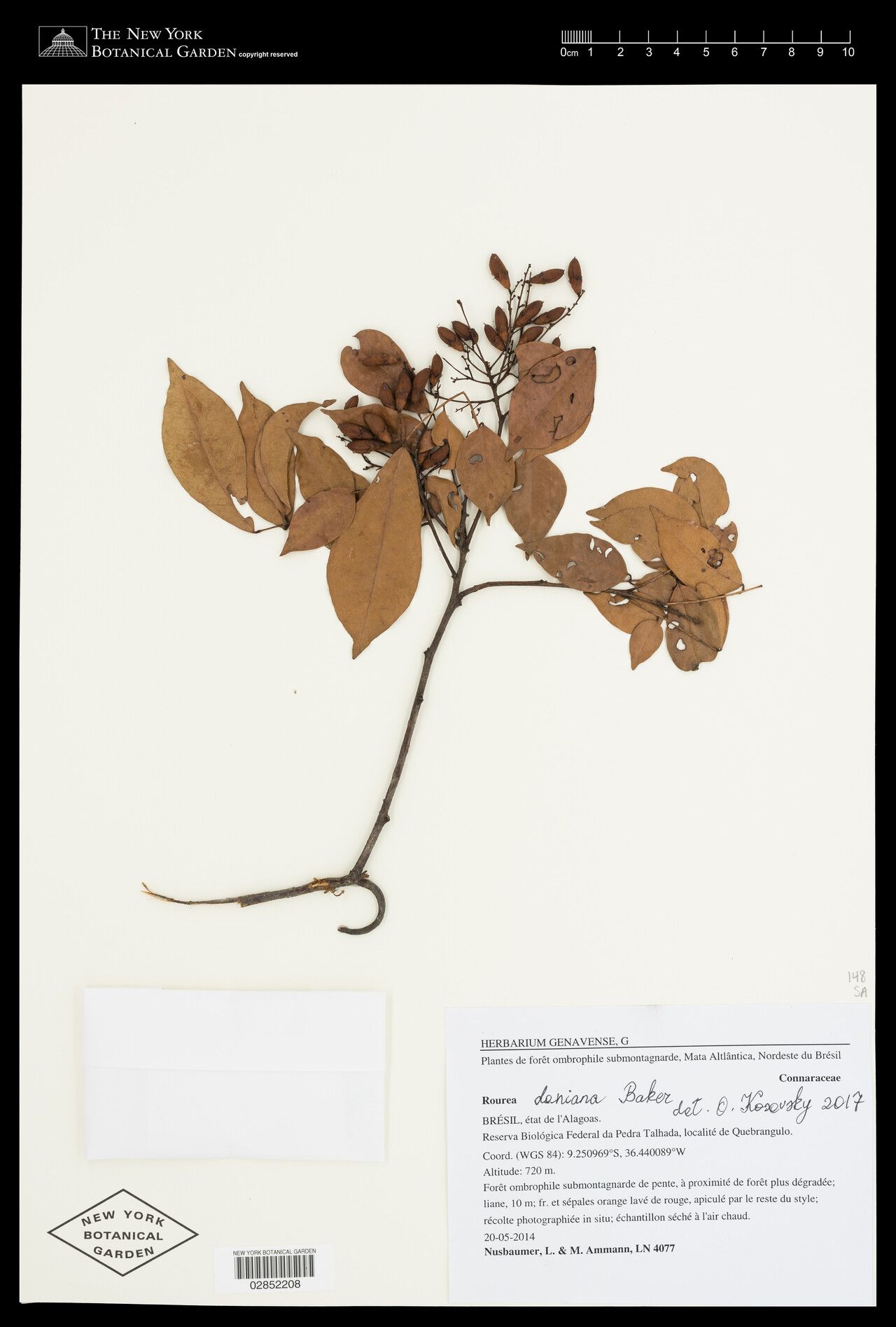 Rourea doniana — houseplant care guide