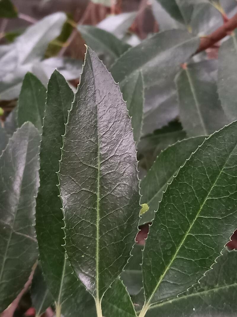 Heteromeles arbutifolia — houseplant care guide