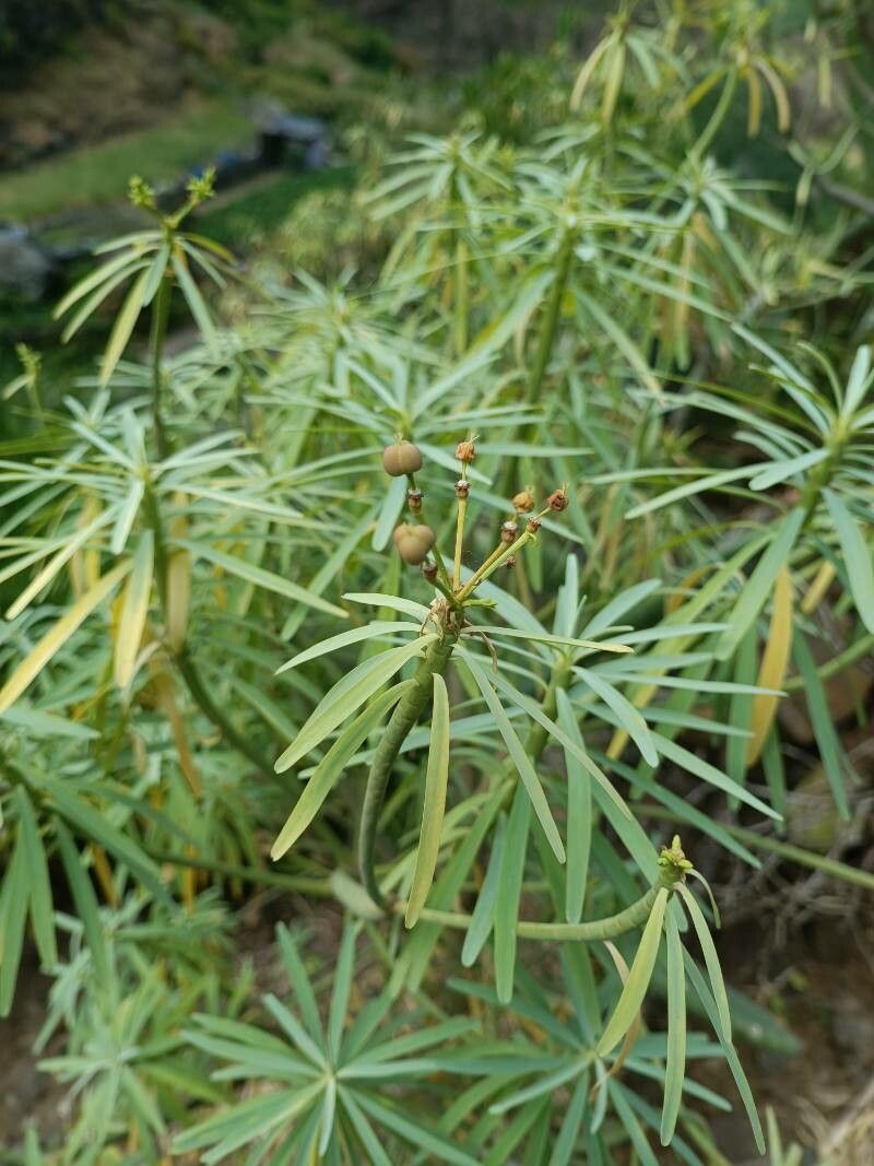 Euphorbia broussonetii fruit