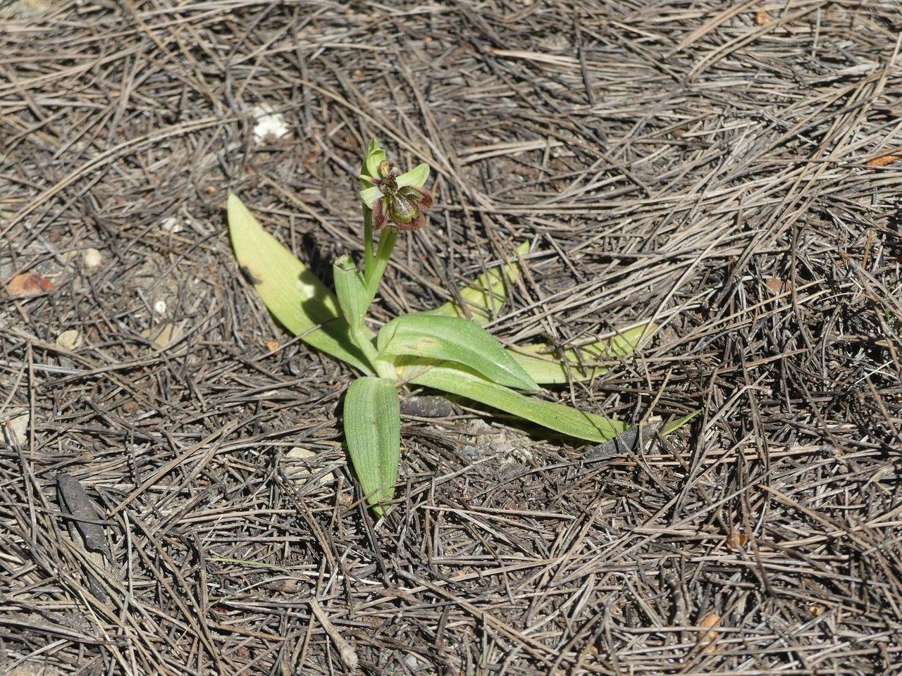 Ophrys x fernandii habit