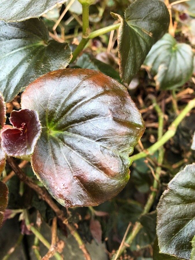 Begonia cucullata cv. 'Doublet Rose Pink' fruit