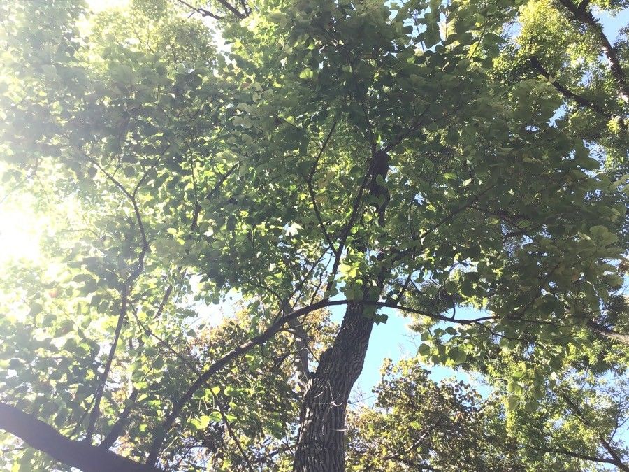 Sapium sebiferum — search result for 'Triadica'