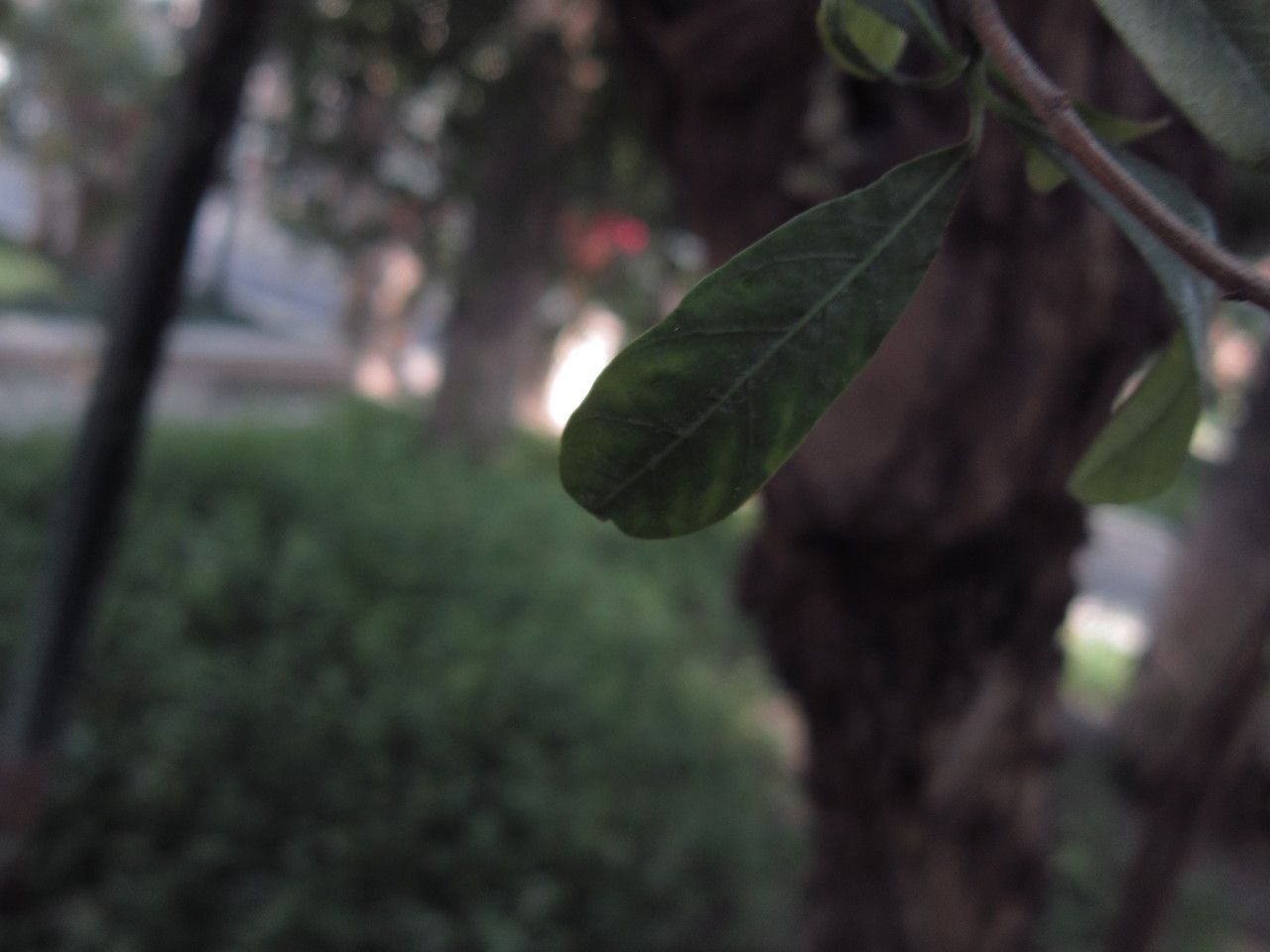 Schinus spinosus — search result for 'Schinus'