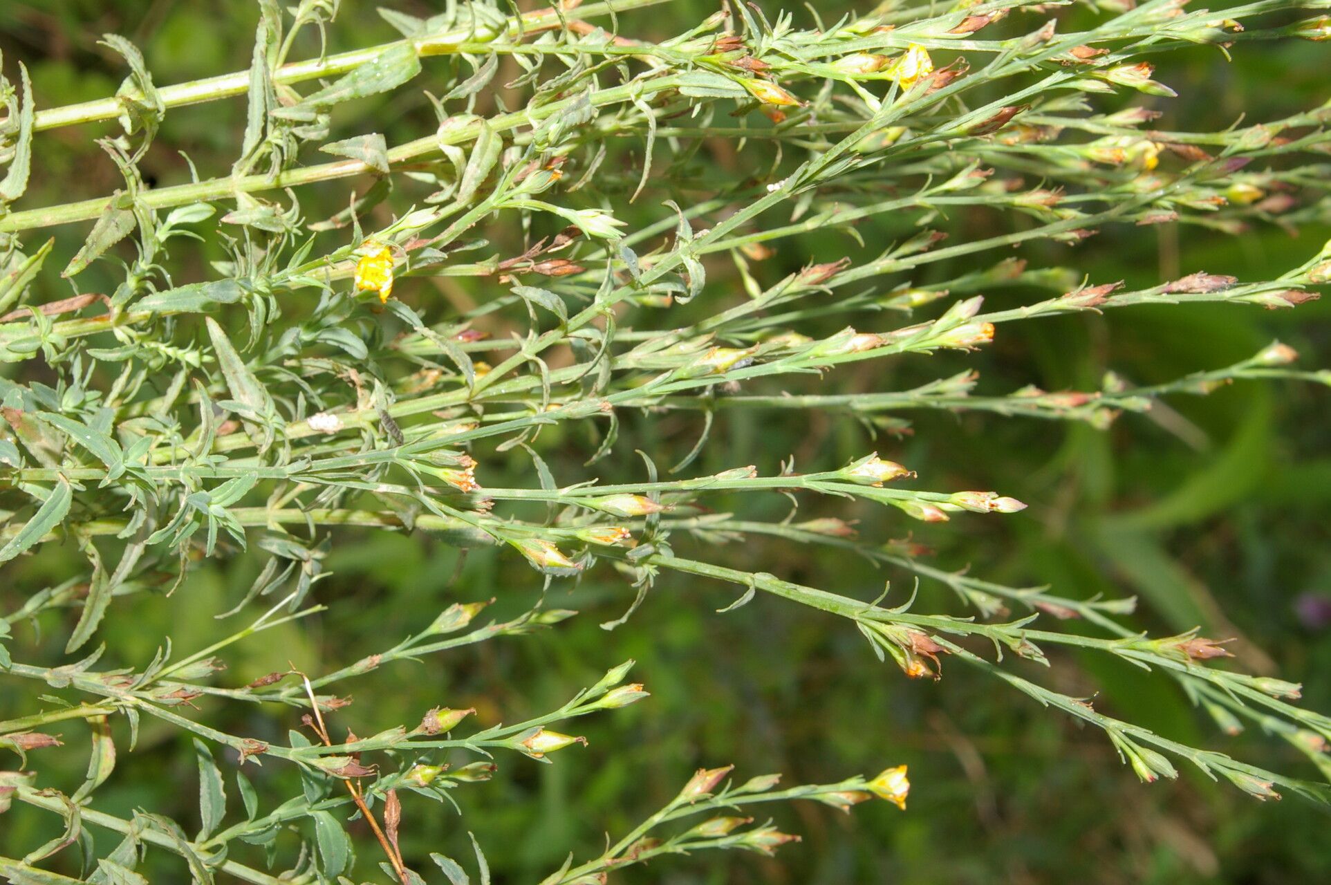 Hypericum thesiifolium flower