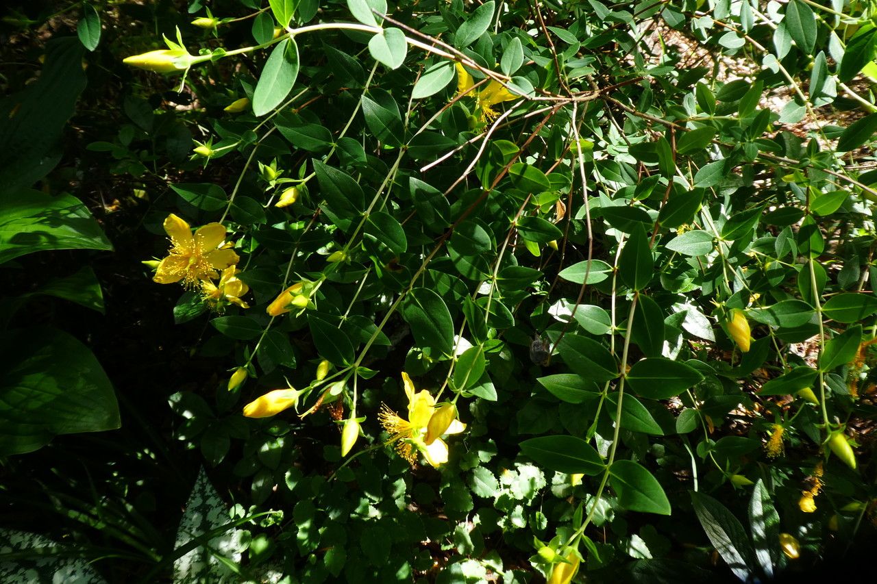 Hypericum kouytchense flower