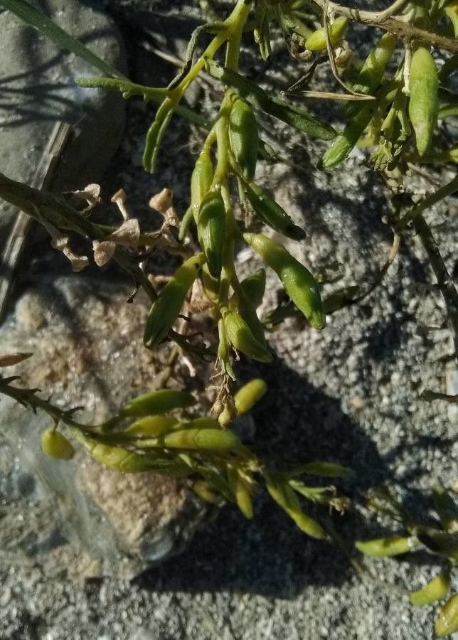 Cakile maritima fruit