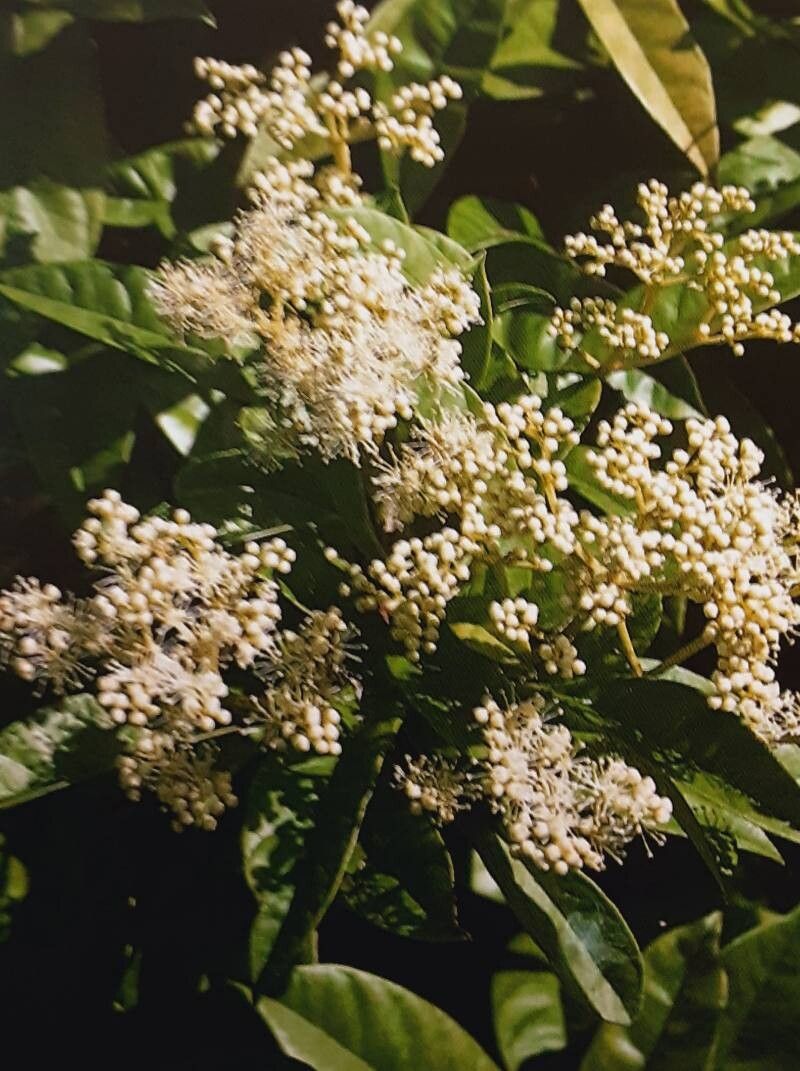 Hydrangea viburnoides flower