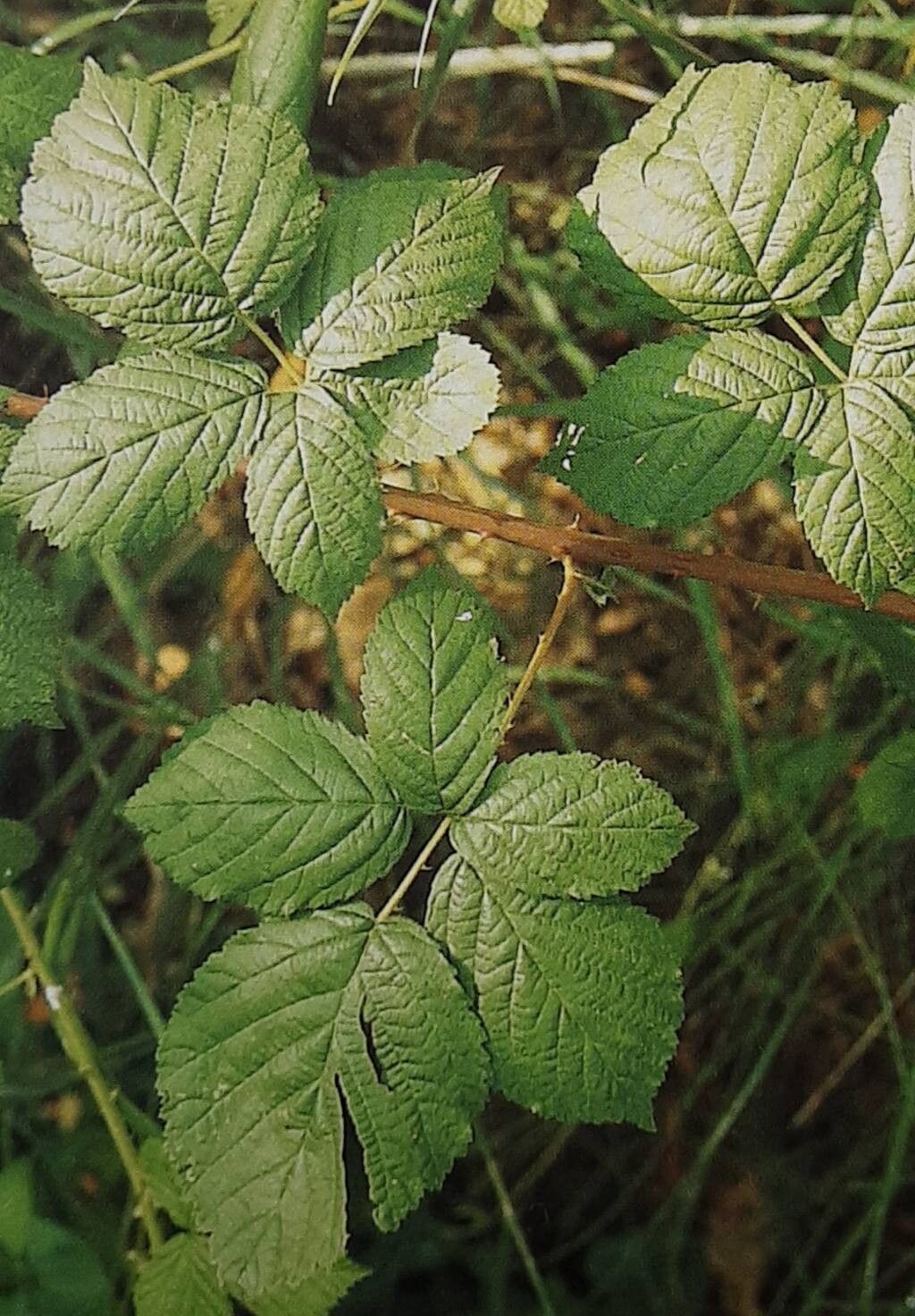 Rubus stohrii — houseplant care guide