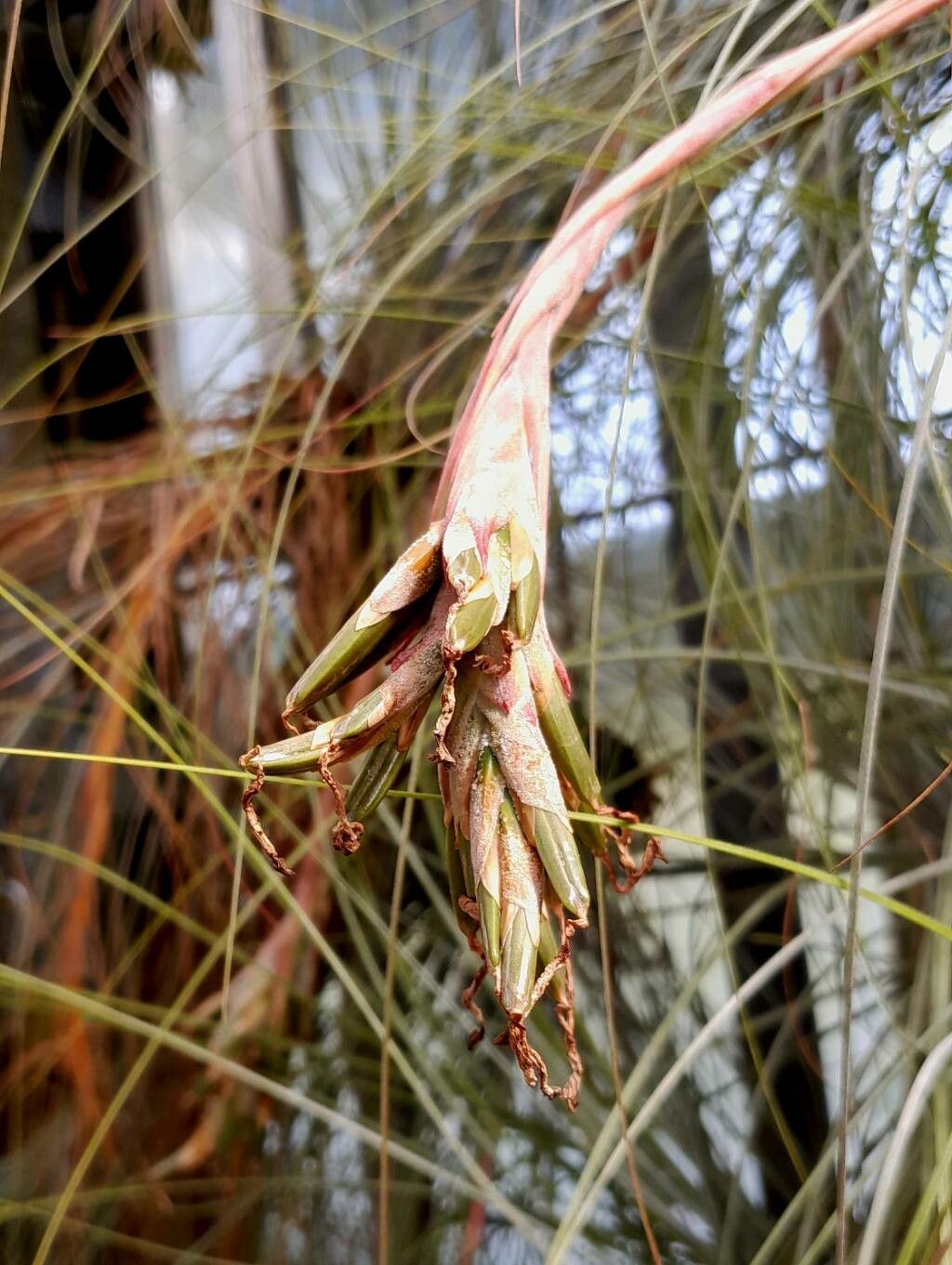 Tillandsia juncea fruit