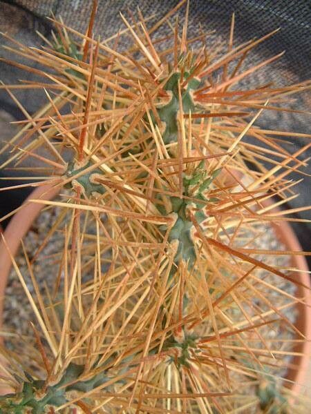 Cylindropuntia hystrix — houseplant care guide