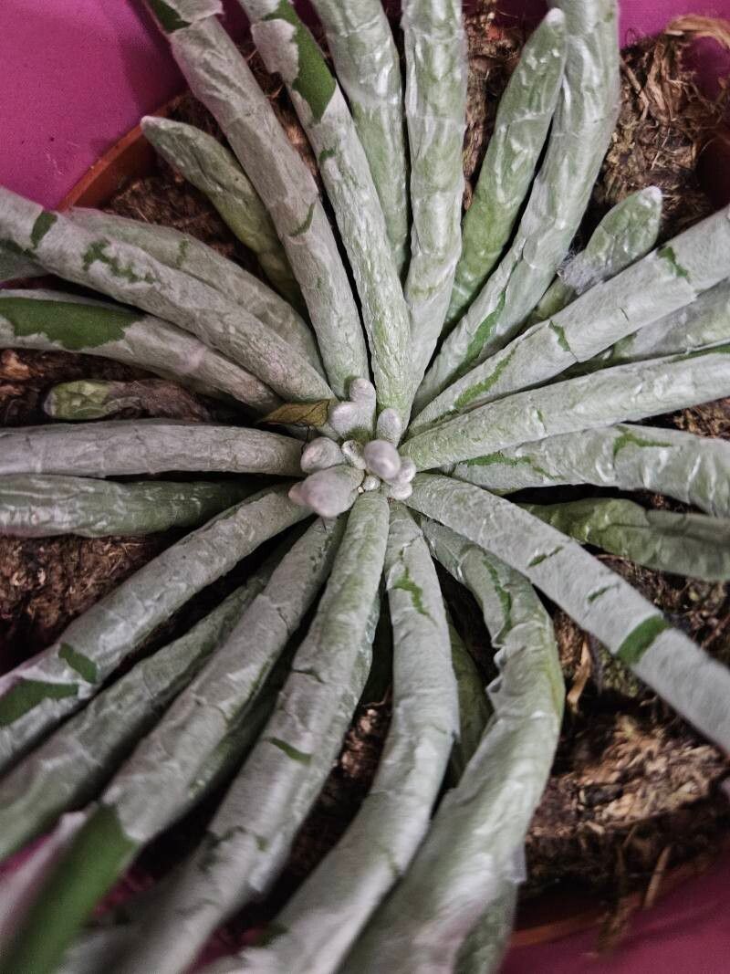 Caputia scaposa leaf