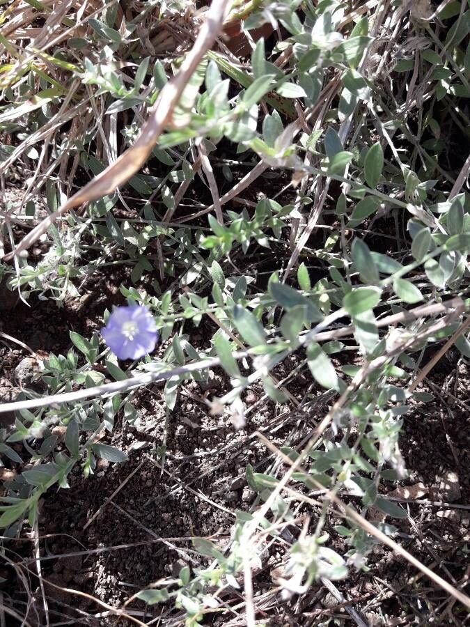 Evolvulus helianthemifolius habit