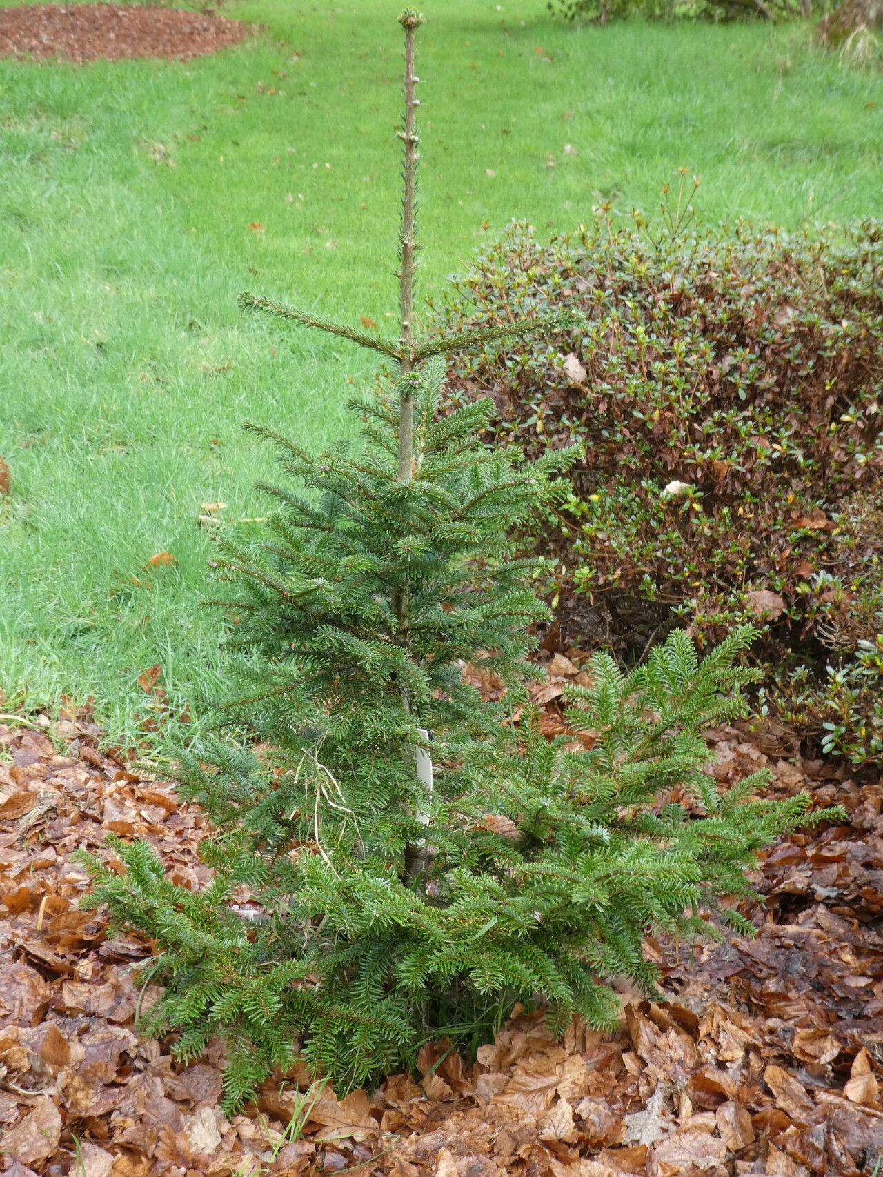 Abies mariesii — houseplant care guide