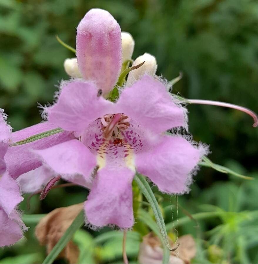 Agalinis fiebrigii flower